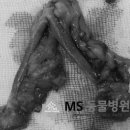 MS동물병원 이미지