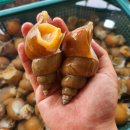 뚱보수산 이미지