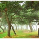 소야 솔밭 이미지