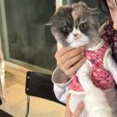 페르시안 캣 | 서초 이수 고양이미용 나디캣, 완전 만족 후기