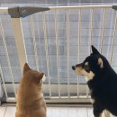 시바나라 이미지