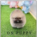 온퍼피 프리미엄 전주강아지분양 본점 이미지