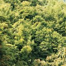 5일장길 이미지