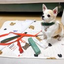 못된강아지(뽑기놀이터) | &lt;반려마루 화성&gt; 입양가족행사 가을운동회 :: 강아지 입양 비용 없는 유기견보호소