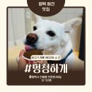 멍청하개 | 평택애견수제간식 우리 강아지 입맛 폭발한 날 멍청하개