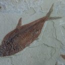 경골어류(Osteichthyes)화석 이미지