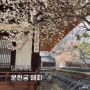 [주말늘봄] 꽃으로 놀아요 | 서울 매화 명소 추천 / 안국역 운현궁 꽃구경
