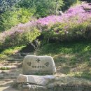 남해 망운산_ 철쭉군락지 25년 5월 4일 철쭉