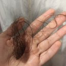 (주)청담약품 | 청담스타일 염색샴푸 내돈내산 후기 사용법