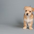 빵먹는 강아지 이미지