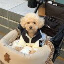 토토펫 | 펫페어 낫쏘빅 토토 강아지 유모차 내돈내산 후기