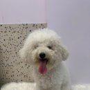 마롱 살롱 이미지