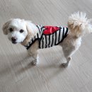 펫사랑 | [쏭바이펫]사랑스러운 후기❤️