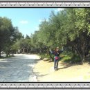 올리브나무 이미지