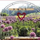 금마늘마을 이미지