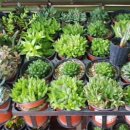 분토농장 이미지