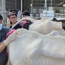 민경현동물병원 | 예비청년 농장동물 수의사 임상교육 지원사업 축우·말 심화과정 평창에서 열려