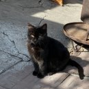 붐비네식당 이미지