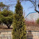 음성읍 명품가로숲길 이미지