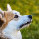 패밀리 동물병원 이미지