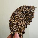 이부자마약곳간