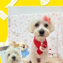 댕실 댕실 이미지