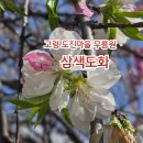 밝은세상마을 | [공지] 1477.고령 도진마을 무릉원 삼색도화