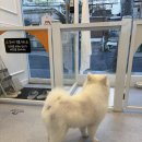 아름답개 이미지