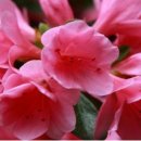 아젤리아 이미지