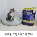 아메리칸솔루션 그랜드마스터 고양이 모래 추천 후기
