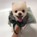 펫지 이미지