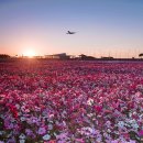 20.10.29인천공항 하늘공원 코스모스.두루미천남성열매.10월 이미지