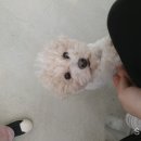 커몽도그