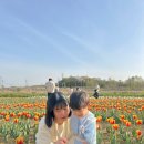 파주세무서 | 파주 공릉천 튤립축제 후기｜24개월 아이랑 다녀온 솔직후기 (주차/장단점정리)