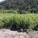 여주-0962 이미지