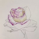서평후기 - 장미의 정원 보타니컬 아트 컬러링북