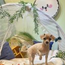 커들리독 이미지