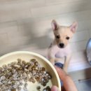 베프바이오 네이버블로그