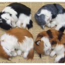 해와달동물병원 이미지