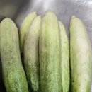 백오이 수확 이미지