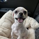 항동푸른숲동물병원 이미지