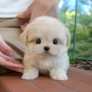 미유펫 강아지분양 고양이분양 김포점 이미지