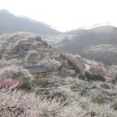 구례산수유축제-사성암-홍쌍리청매실농원 여행_3 이미지