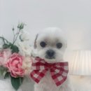 단비네 애견미용 이미지