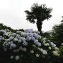 카멜리아힐 이미지