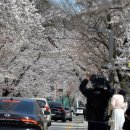 "이 속도면 2월 벚꽃축제" 꿀벌에게 악몽 덮쳤다 이미지