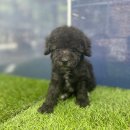 까미애견샵 이미지