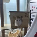 미모고양이 | 고양이 셀프 미용 후기 (치명적 미모 설이)