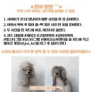 KSK마트 | 반려동물 목욕 타월 :)) 마이크로 극세사 제이코 슈퍼 펫타올!