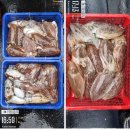 4/17 모슬포항 갑오징어 조황 이미지